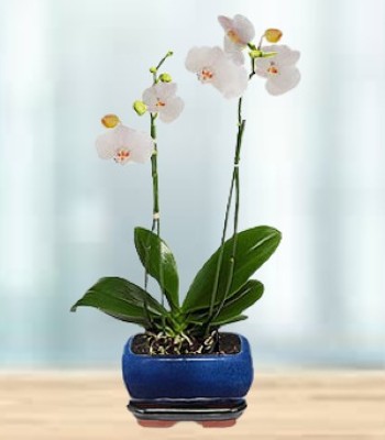 White Orchid Plant