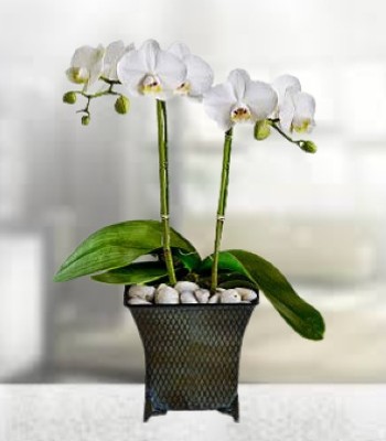 Orchid Plant