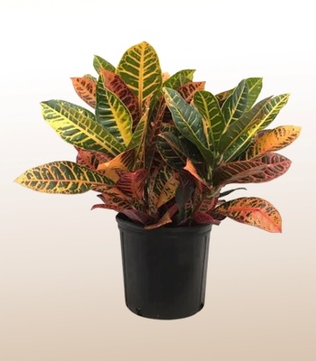 Colorful Croton Plant