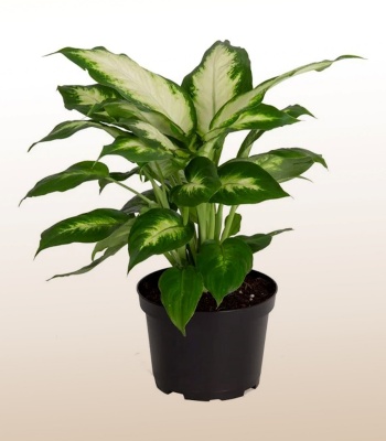 Dieffenbachia Plant