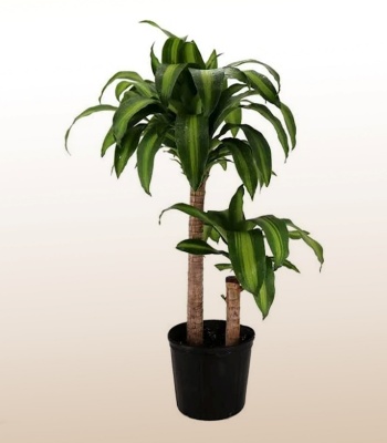 Elegant Cornstalk Dracaena Plant