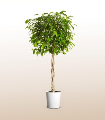 Ficus Plant