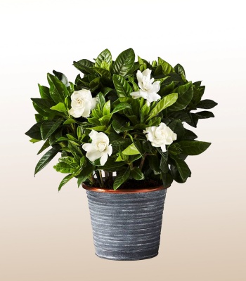 Gardenia Plant