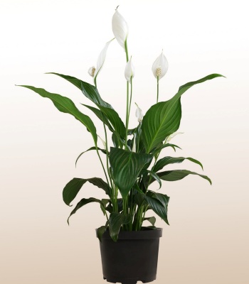 peace lily plant