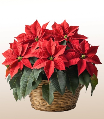 Poinsettia Plant