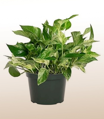 Pothos Plant