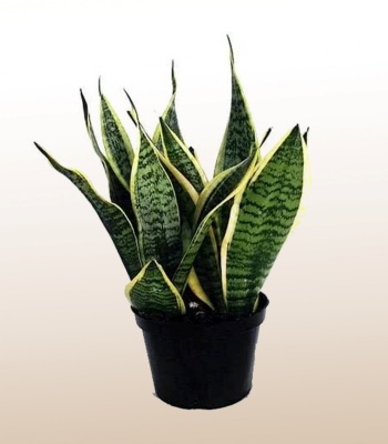 Snake plant