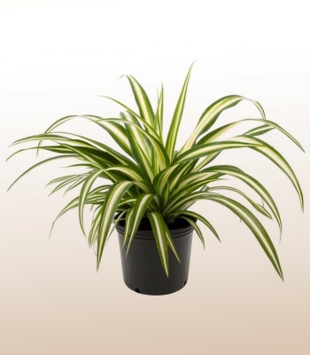 Spider Plant