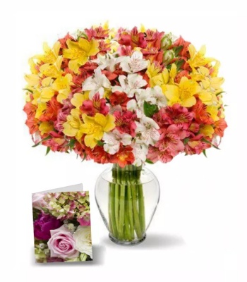 Alstroemeria Flowers - 140 Blooms