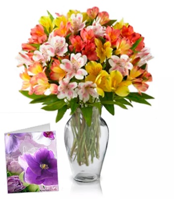 Alstroemeria Flowers - 50 Blooms