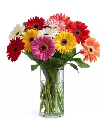 Assorted Gerberas in Vase