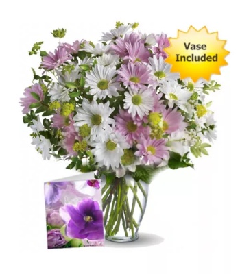 Daisy and Chrysanthemums in Vase