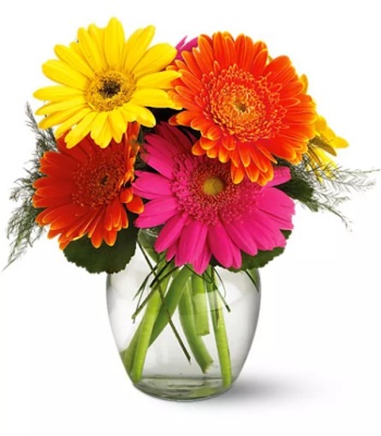 Mix Gerbera Flowers - 6 Stems