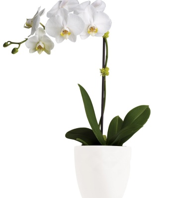 Phalaenopsis Orchid Plant