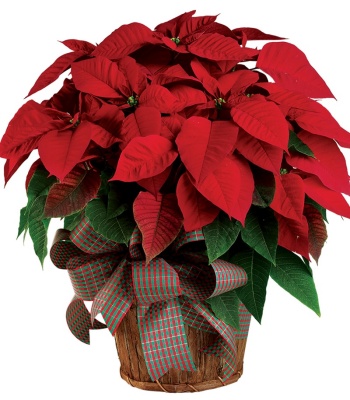 Poinsettia Plant