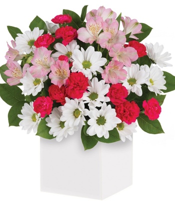 Red and White Flowers