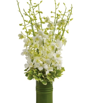 White Orchids in Vase