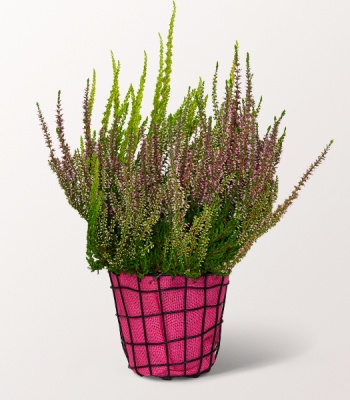 Color Heather Arrangement in Wire Basket