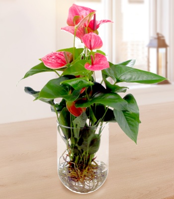 Pink Anthurium Plant