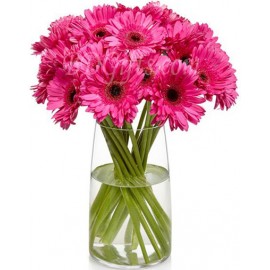 Deep Pink Gerbera Arrangement In Vase � 18 Deep Pink Gerberas