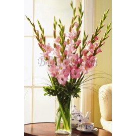 Light Pink Gladiolus Arrangement In Vase � 14 Light Pink Gladiolus