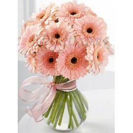 Pink Gerberas In Vase - 15 Imported Pink Gerberas