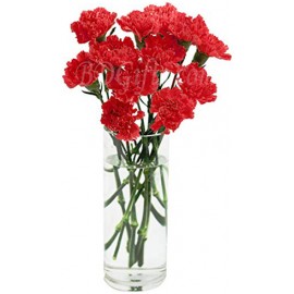 Red Carnation Arrangement In Vase - Dozen Red Carnations