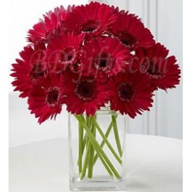 Red Gerbera Arrangement In Vase - 10 Red Gerbera