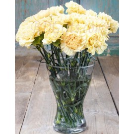 White Carnations In Vase - 14 Imported White Carnations