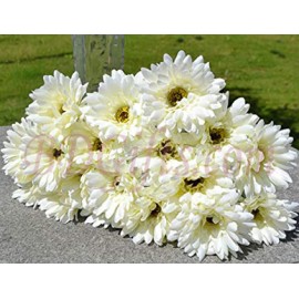 White Gerbera Flower Bouquet - 18 White Gerberas