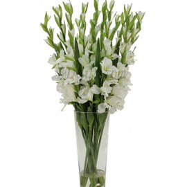 White Gladiolus Arrangement In Vase - 16 White Gladiolus