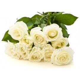 White Rose Bouquet - Imported 10 White Roses