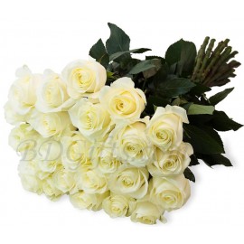 White Roses Bouquet - 24 Imported White Roses