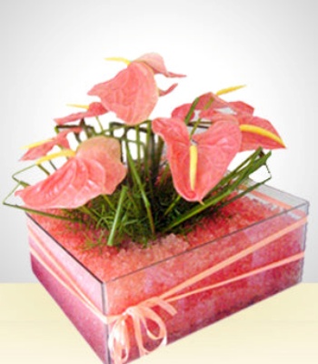 Anthura Flower Centerpiece