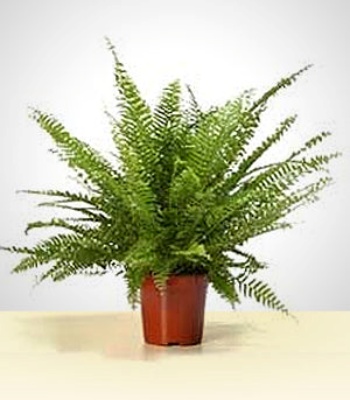 Fern Plant