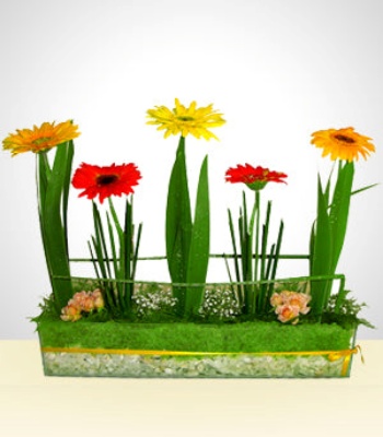 Long Stems Gerbera Flowers