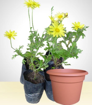 Yellow Daisies Pot