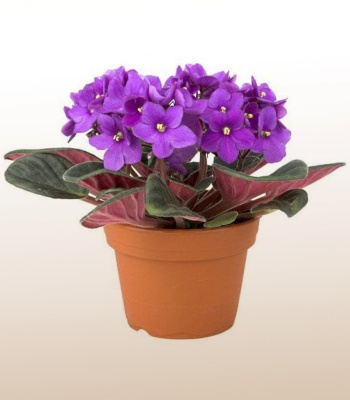 African Violet Plant