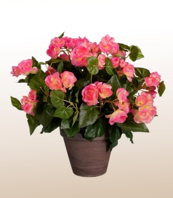 Begonia Plant