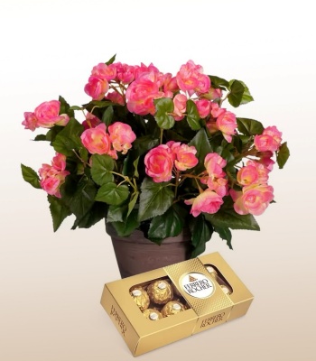 Ferrero Rocher Chocolate Box and Pink Begonia Plant