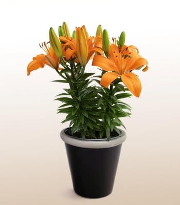 Orange Lily Plant