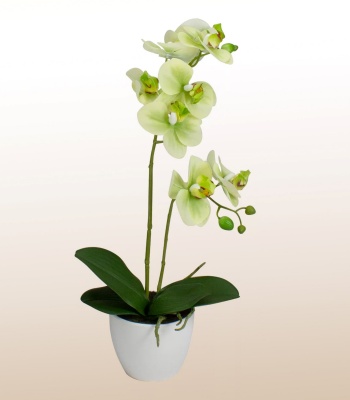 Orchid Plant