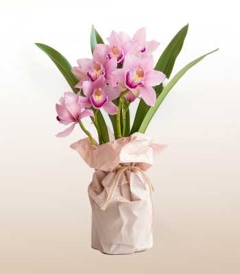 Pink Cymbidium Orchids