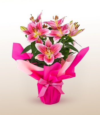 Pink Lily Plant