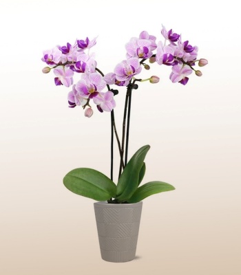 Pink Orchid Plant