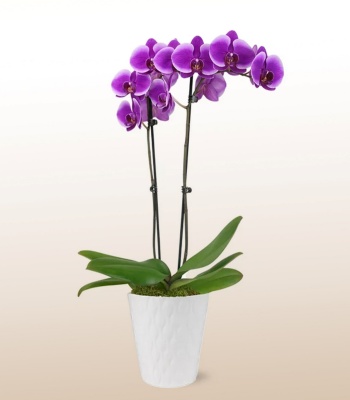 Purple Phalaenopsis Orchid Plant - Two Stems