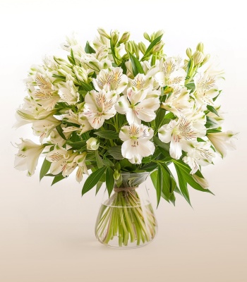 White Alstroemeria�in Vase