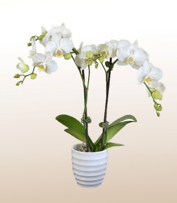 White Orchid Plant - Two Stems