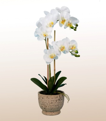 White Phalaenopsis Orchid Plant in Cachepot