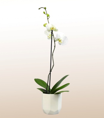 White Phalaenopsis Orchid Plant in Square Glass Vase